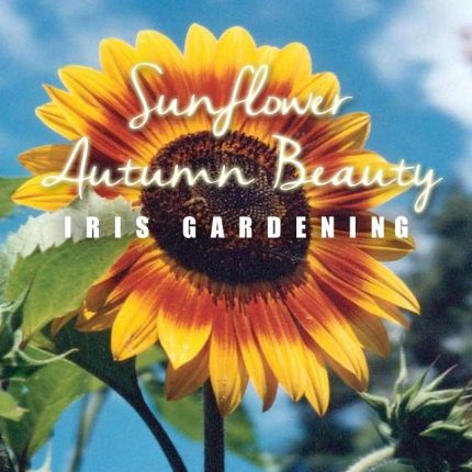 Autumn Beauty Sunflower Seeds (30 seeds)