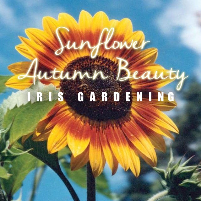 Autumn Beauty Sunflower Seeds (30 seeds) Autumn Beauty Sunflower Seeds (30 seeds)