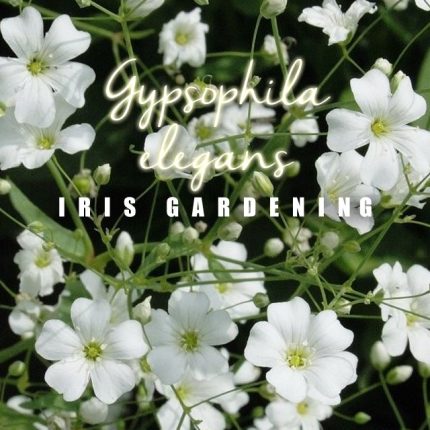 Baby's Breath Annual Seeds, Single White (200 seeds)