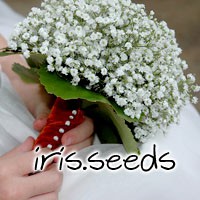 Baby's Breath Perennial Seeds, Single White (50 seeds)