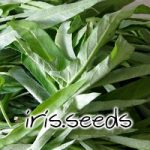 Bamboo Leaf Kangkung Seeds (100 seeds)