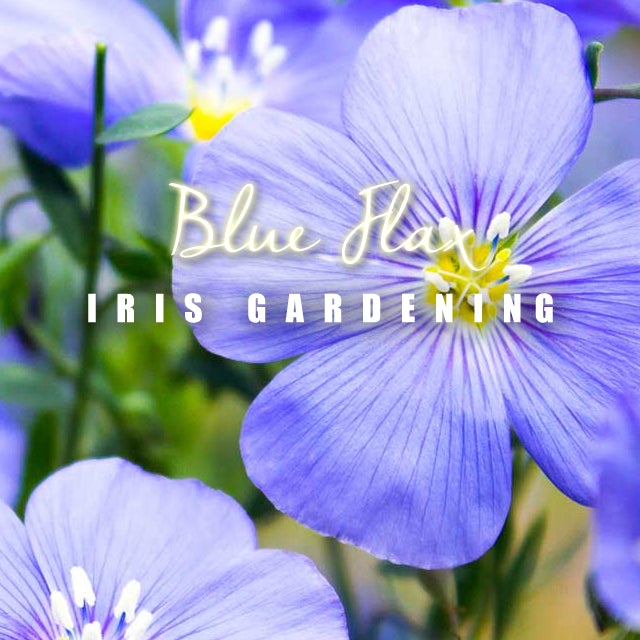Blue Flax Flower Seeds (30 seeds) Blue Flax Flower Seeds (30 seeds)