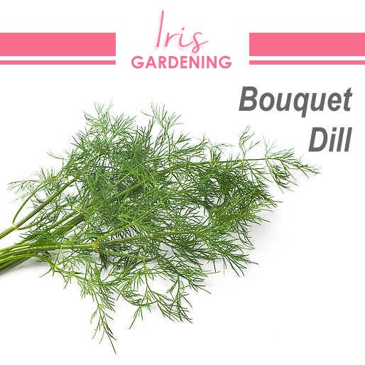 Bouquet Dill Seeds (100 seeds) Bouquet Dill Seeds (100 seeds)