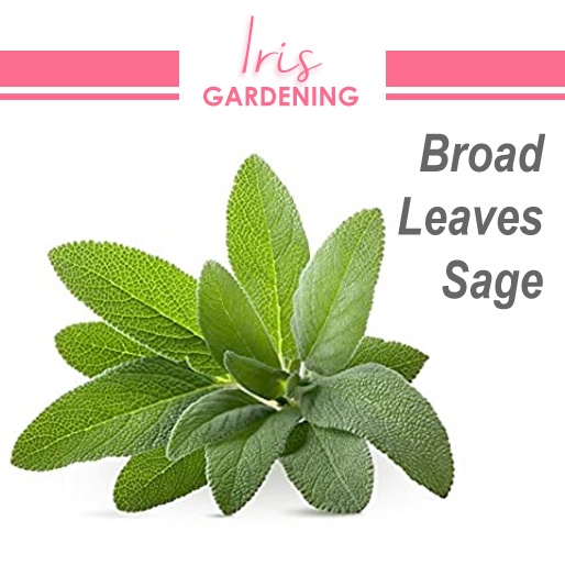 Broad Leaf Sage Seeds (20 seeds) Broad Leaf Sage Seeds (20 seeds)