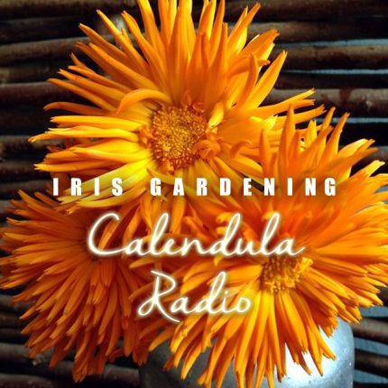 Calendula Radio Seeds (10 seeds)