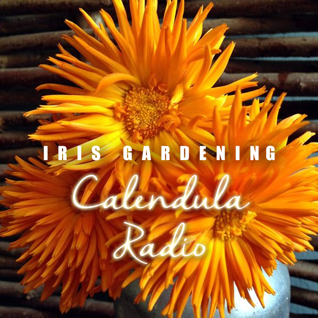 Calendula Radio Seeds (10 seeds) Calendula Radio Seeds (10 seeds)