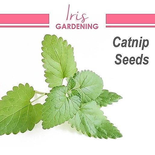 Catnip Seeds (100 seeds) Catnip Seeds (100 seeds)