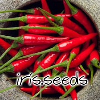 Cili Padi (Bird's Eye Chilli) Seeds (15 seeds)
