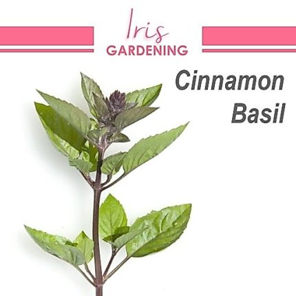 Cinnamon Basil Seeds (50 seeds)