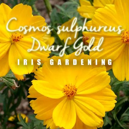 Cosmos Dwarf Gold Seeds (50 seeds)