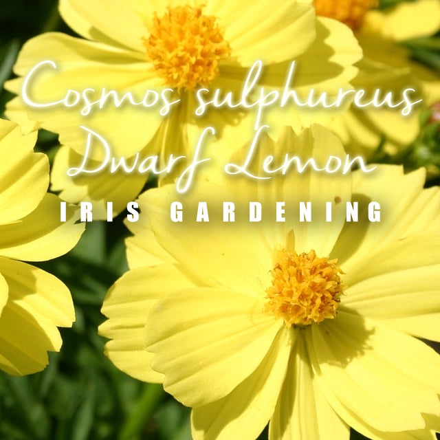 Cosmos Dwarf Lemon Seeds (50 seeds) Cosmos Dwarf Lemon Seeds (50 seeds)