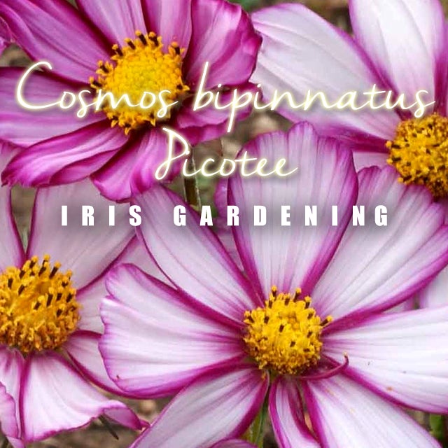 Cosmos Picotee Seeds (15 seeds) Cosmos Picotee Seeds (15 seeds)