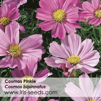 Cosmos Pinkie Seeds (50 seeds)