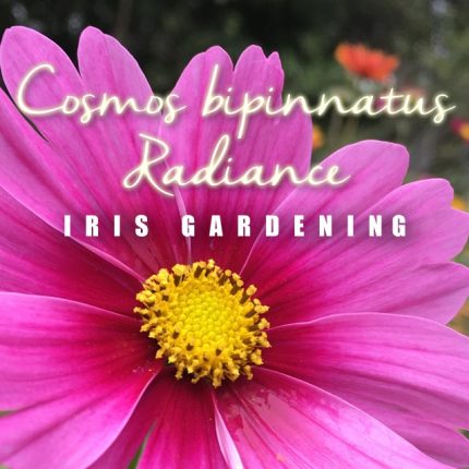 Cosmos Radiance Seeds (15 seeds)