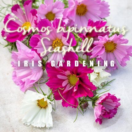 Cosmos Seashell Mixed Seeds (15 seeds)