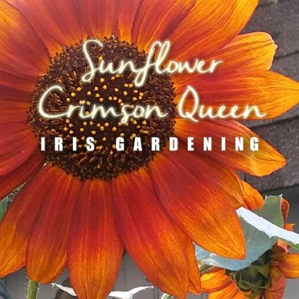 Crimson Queen Sunflower Seeds (5 seeds)