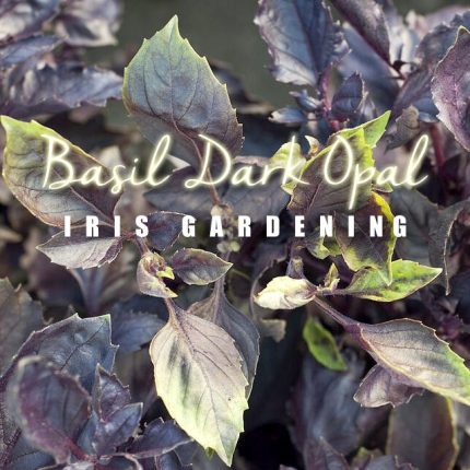 Dark Opal Basil Seeds (30 seeds)