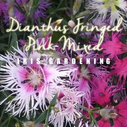 Dianthus Superbus Fringed Pink Seeds (50 seeds)