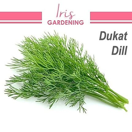 Dukat Dill Seeds (100 seeds)