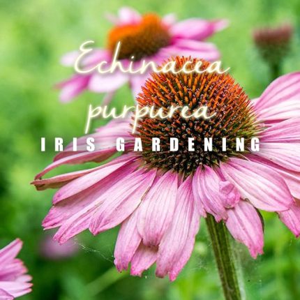 Echinacea Purpurea Seeds (50 seeds)