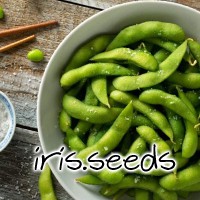 Edamame Seeds (15 seeds)