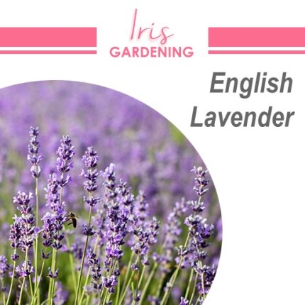 English Lavender Seeds (20 seeds)