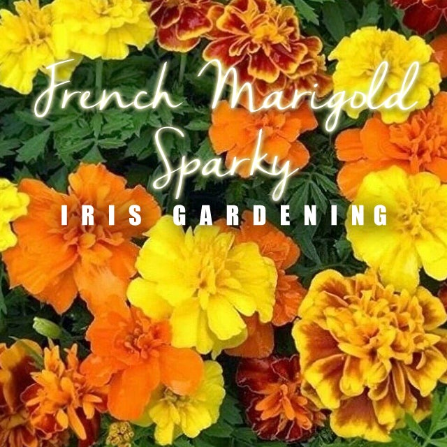Flower Seeds Pick & Mix: Marigold, Cosmos, Morning Glory & More