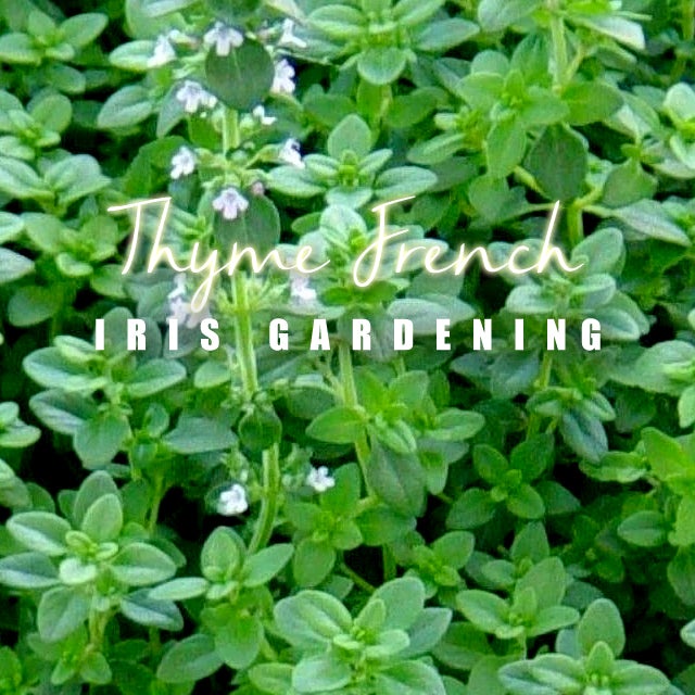 French Thyme Seeds (50 seeds) French Thyme Seeds (50 seeds)