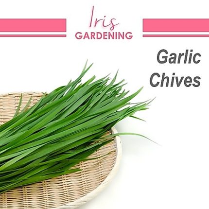 Garlic Chives Seeds (50 seeds)