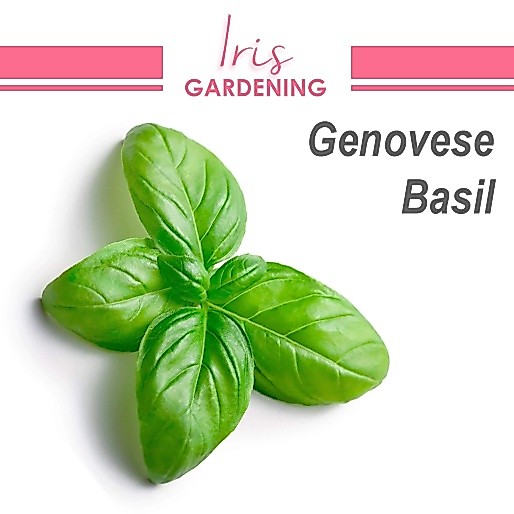 Genovese Basil Seeds (50 seeds) Genovese Basil Seeds (50 seeds)