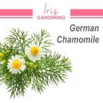 German Chamomile Seeds (300 seeds)