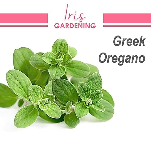 Greek Oregano Seeds (100 seeds) Greek Oregano Seeds (100 seeds)