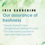 Greek Oregano Seeds (100 seeds)