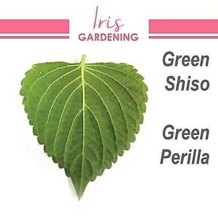 Green Shiso Seeds (20 seeds)