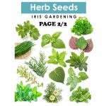 Herb Seeds Pick & Mix: Basil, Dill, Parsley & More