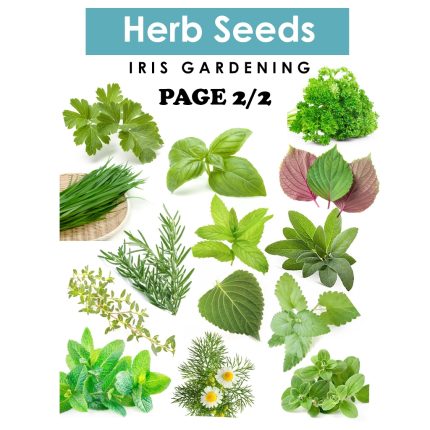 Herb Seeds Pick & Mix: Basil, Dill, Parsley & More
