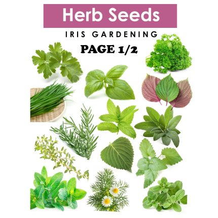 Herb Seeds Pick & Mix: Rosemary, Thyme, Mint, Sage & More