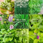 Herb Seeds Pick & Mix: Rosemary, Thyme, Mint, Sage & More