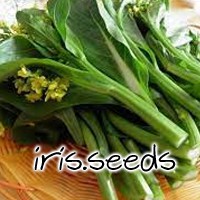 Hong Kong Choy Sum (Flowering Caixin) Seeds (500 seeds)