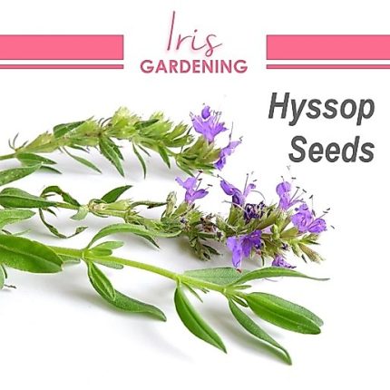 Hyssop Seeds (100 seeds)