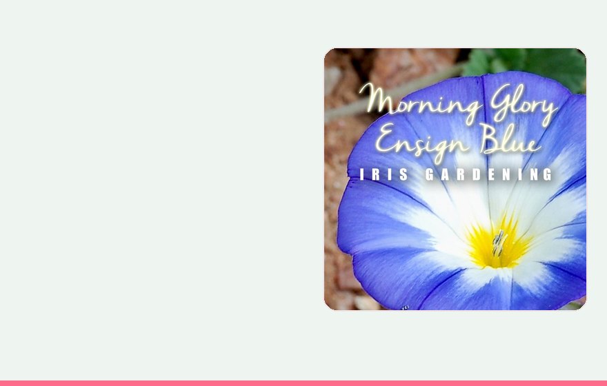 Morning Glory Ensign Blue, one of the beginner seeds