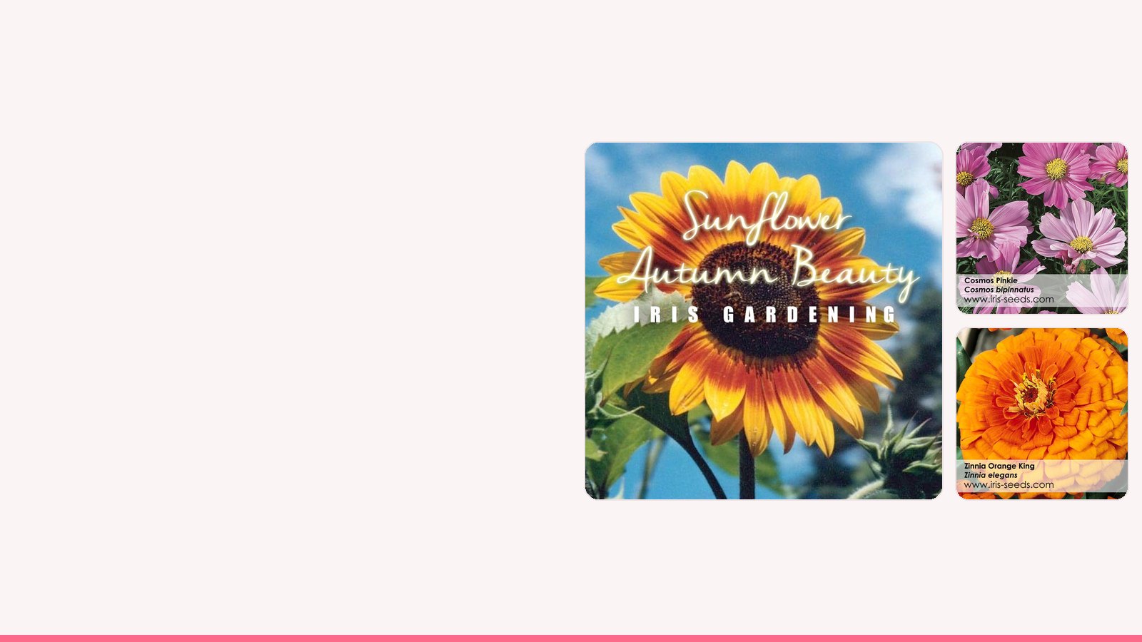 Autumn Beauty sunflower, Cosmos Pinkie and Zinnia Orange King from Iris Gardening seeds