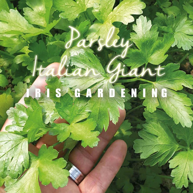 Italian Giant Parsley Seeds Italian Giant Parsley Seeds