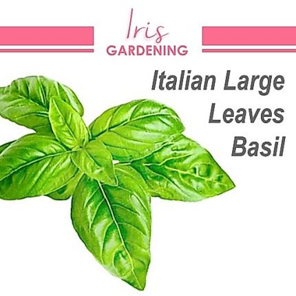 Italian Large Leaf Basil Seeds (50 seeds)