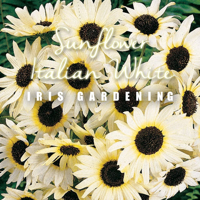 Italian White Sunflower Seeds (50 seeds)