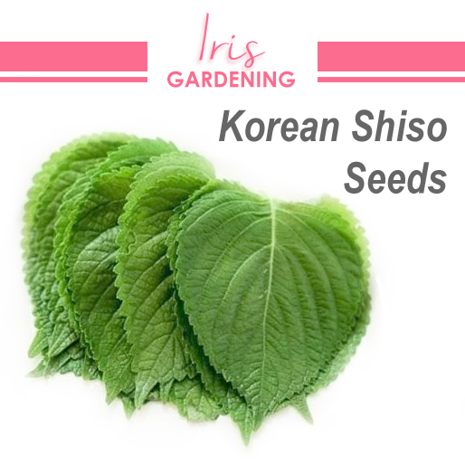 Korean Shiso Seeds (20 seeds) Korean Shiso Seeds (20 seeds)