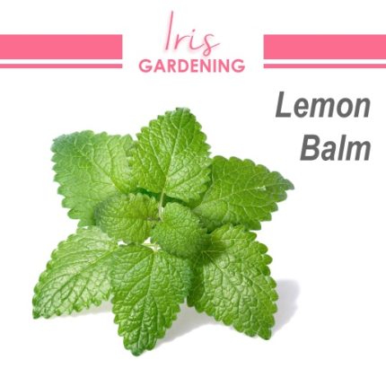 Lemon Balm Seeds (50 seeds)