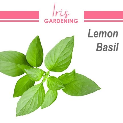 Lemon Basil Seeds (50 seeds)