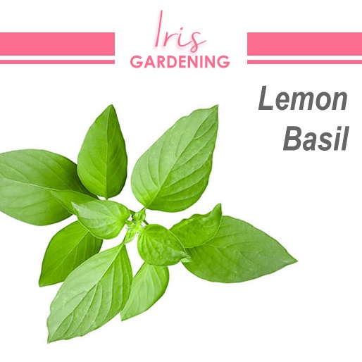 Lemon Basil Seeds (50 seeds) Lemon Basil Seeds (50 seeds)