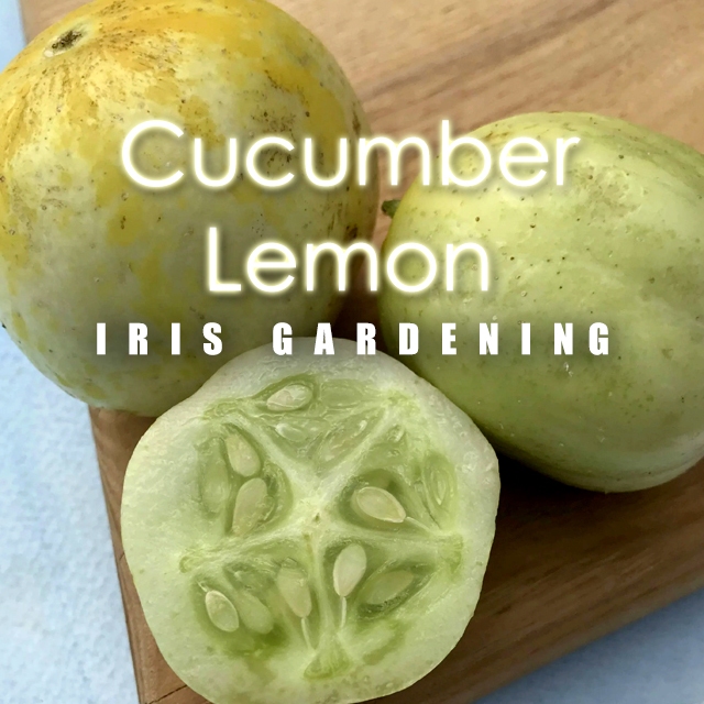 Lemon Cucumber Seeds (20 seeds)